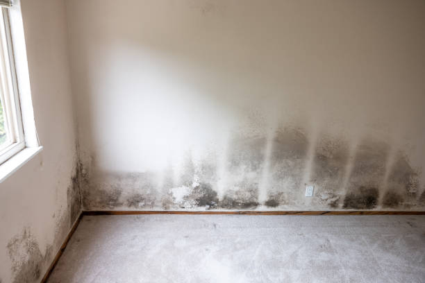 Mold Remediation for Rental Properties in Vinita, OK